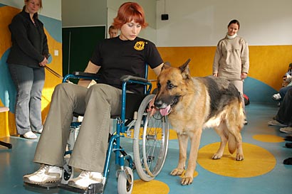 Zkoušení reakce psa na invalidní vozík.